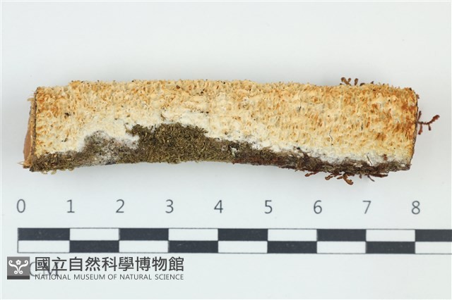 登錄號:F0039137藏品圖，第1張