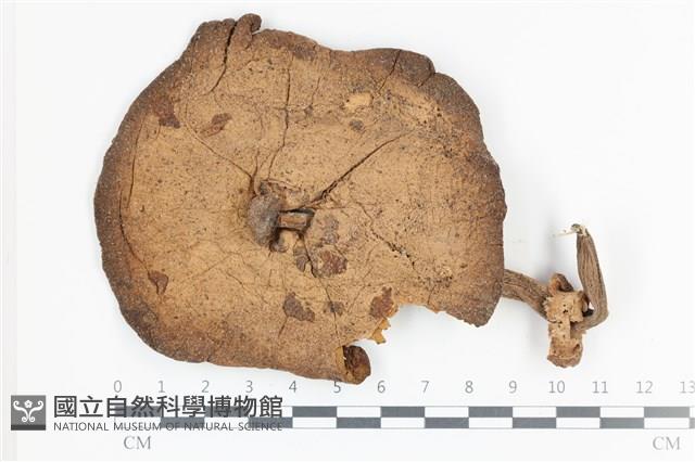 登錄號:F0036037藏品圖，第1張