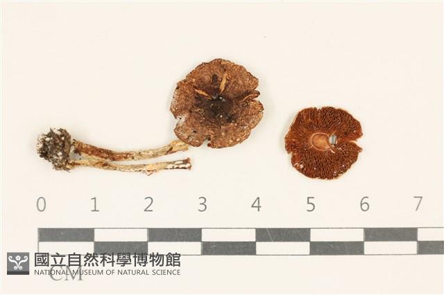 傘菌屬藏品圖，第1張