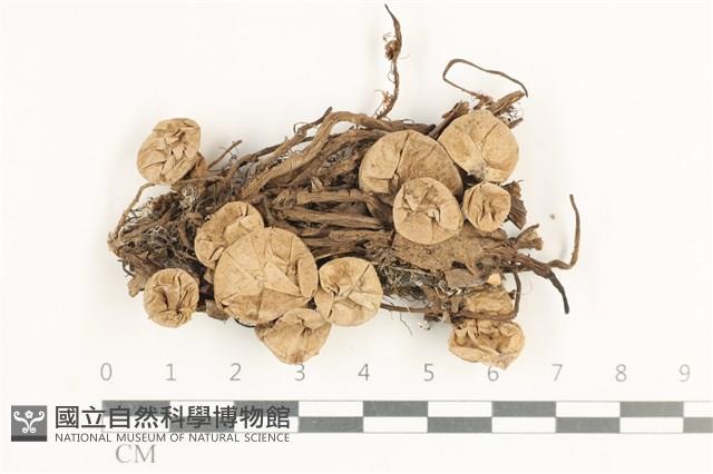 登錄號:F0038337藏品圖，第1張