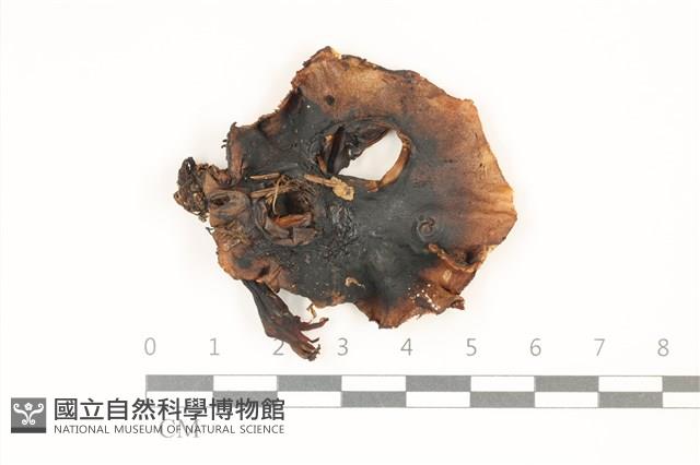 登錄號:F0037337藏品圖，第1張