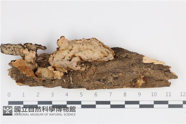 登錄號:F0035337藏品圖，第1張