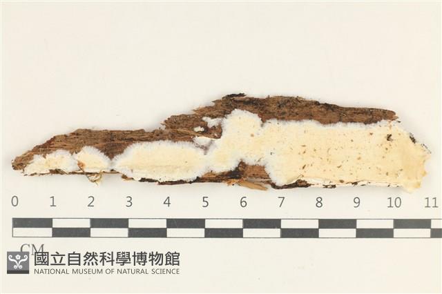 骨皮菌屬藏品圖，第1張