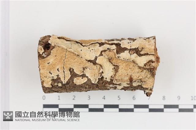 登錄號:F0036277藏品圖，第1張