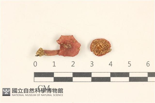 登錄號:F0037277藏品圖，第1張