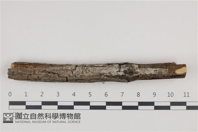 登錄號:F0035277藏品圖，第1張