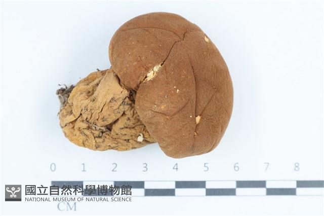 禿馬勃屬藏品圖，第1張