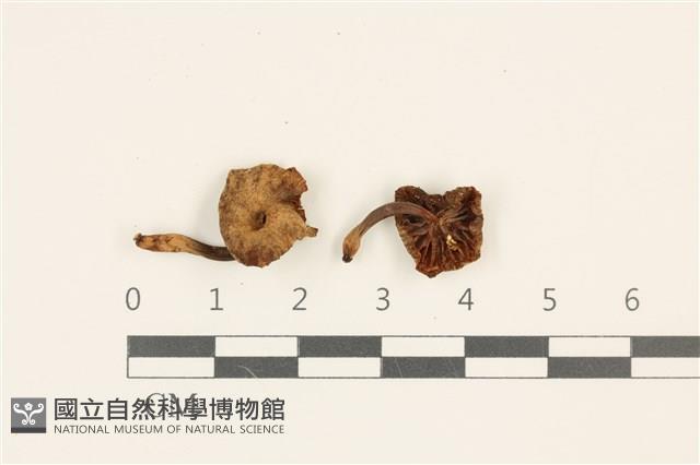登錄號:F0036877藏品圖，第1張