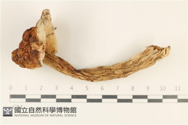登錄號:F0037877藏品圖，第1張
