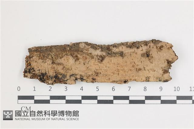 擬射脈菌屬藏品圖，第1張