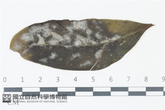 登錄號:F0038977藏品圖，第1張