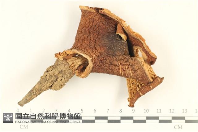 登錄號:F0037977藏品圖，第1張