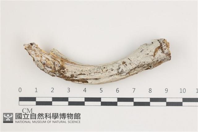 登錄號:F0035977藏品圖，第1張