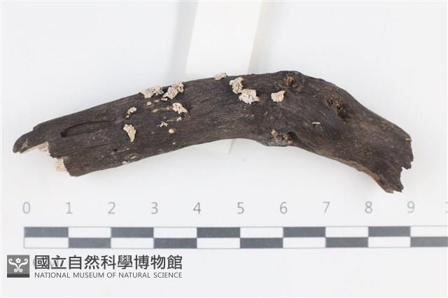 登錄號:F0038677藏品圖，第1張