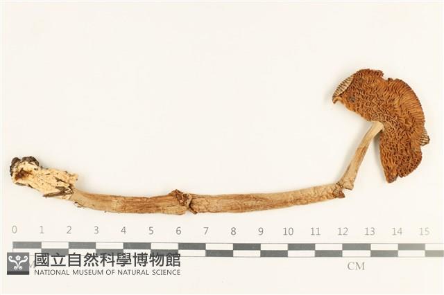 登錄號:F0037677藏品圖，第1張