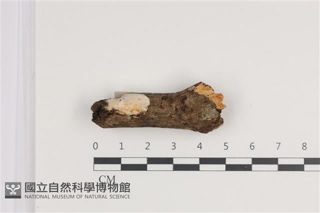 登錄號:F0035677藏品圖，第1張