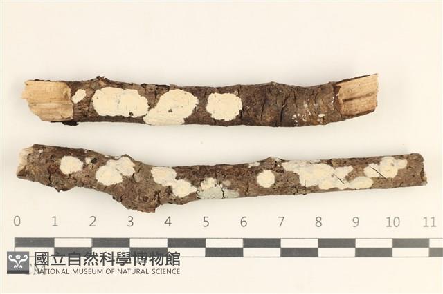 登錄號:F0038477藏品圖，第1張