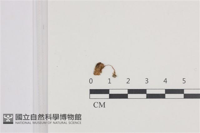 登錄號:F0036477藏品圖，第1張
