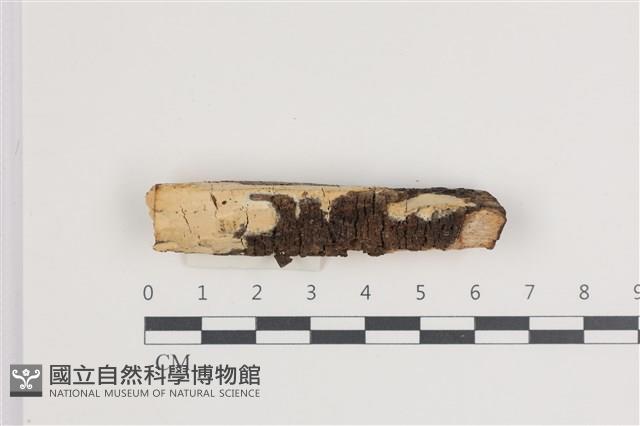 登錄號:F0035477藏品圖，第1張