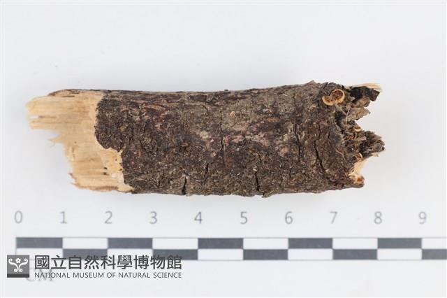 登錄號:F0038777藏品圖，第1張