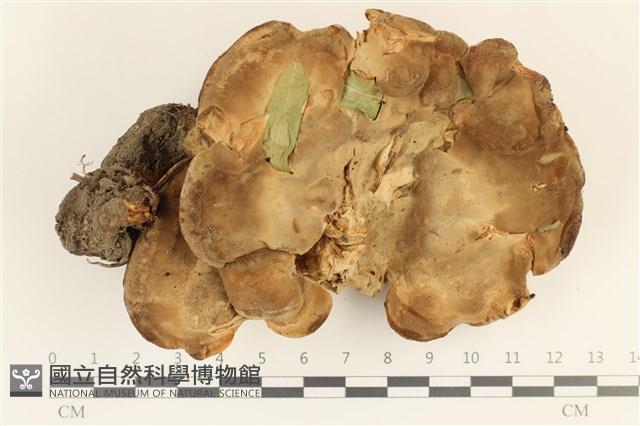 登錄號:F0036777藏品圖，第1張