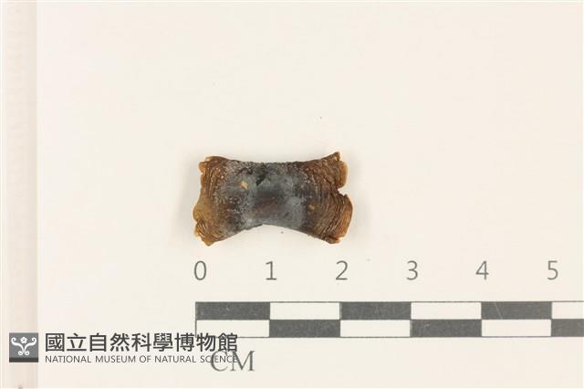 登錄號:F0037777藏品圖，第1張