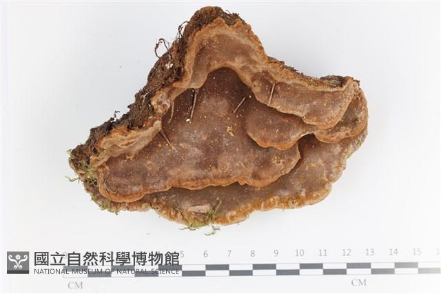 登錄號:F0035777藏品圖，第1張