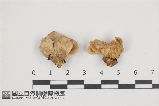 登錄號:F0036577藏品圖，第1張