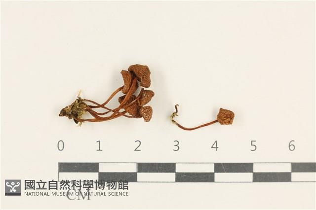 登錄號:F0037577藏品圖，第1張