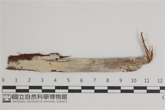 登錄號:F0035577藏品圖，第1張