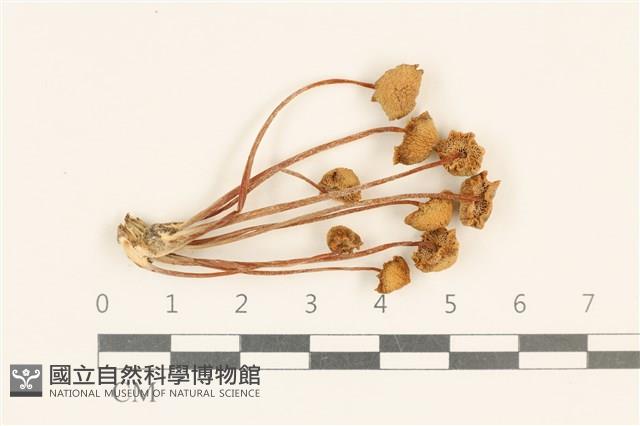 登錄號:F0037177藏品圖，第1張