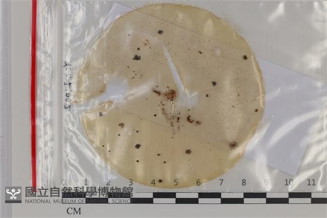 登錄號:F0035177藏品圖，第1張