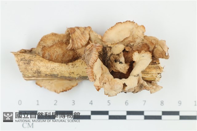 波邊革菌屬藏品圖，第1張