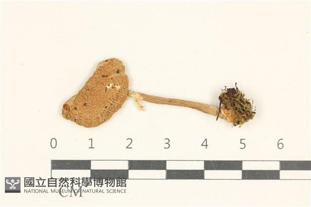 登錄號:F0038077藏品圖，第1張