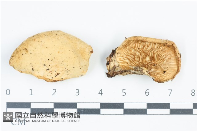 登錄號:F0039077藏品圖，第1張