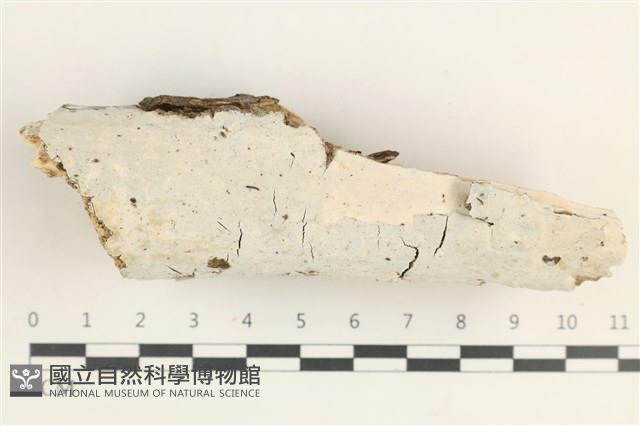 登錄號:F0038377藏品圖，第1張
