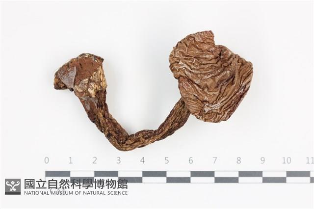 登錄號:F0036377藏品圖，第1張