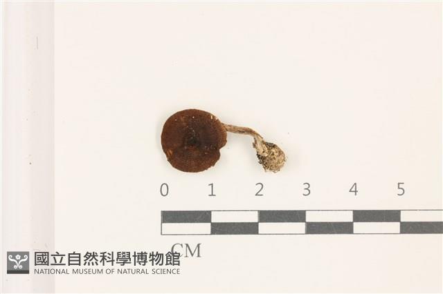 粉褶菌屬藏品圖，第1張