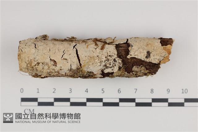 顯絲菌屬藏品圖，第1張