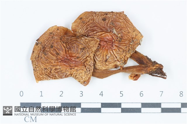 登錄號:F0039377藏品圖，第1張