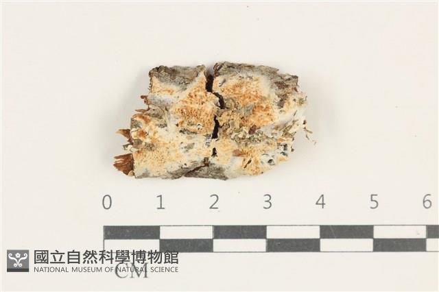 登錄號:F0038265藏品圖，第1張