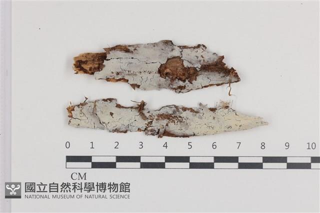 登錄號:F0036265藏品圖，第1張