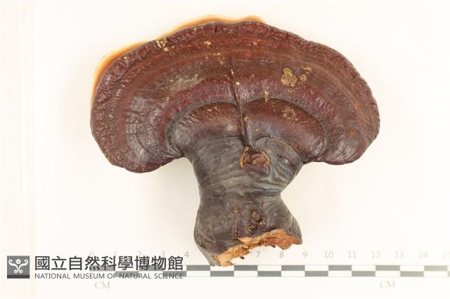 館號:F0037265藏品圖，第1張