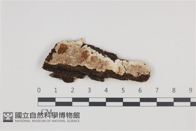 登錄號:F0035265藏品圖，第1張