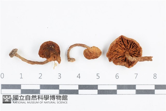 登錄號:F0038865藏品圖，第1張