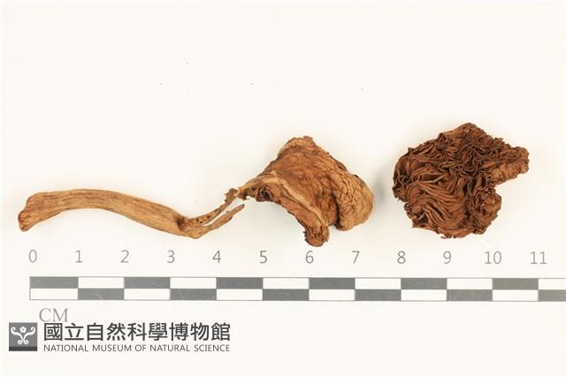 登錄號:F0036865藏品圖，第1張