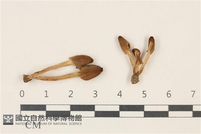 登錄號:F0037865藏品圖，第1張