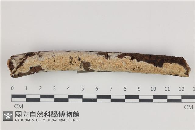 登錄號:F0035865藏品圖，第1張
