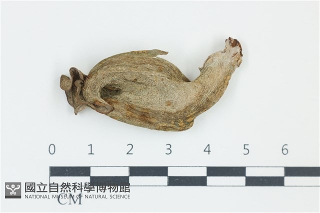 登錄號:F0038965藏品圖，第1張