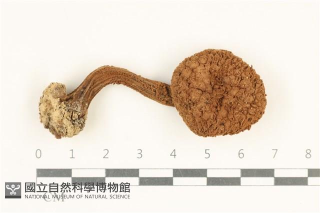 登錄號:F0037965藏品圖，第1張